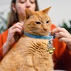 RNSKFG 2 Pieces Bell Pendant, Bell Keychain, Cat Collar Bell,