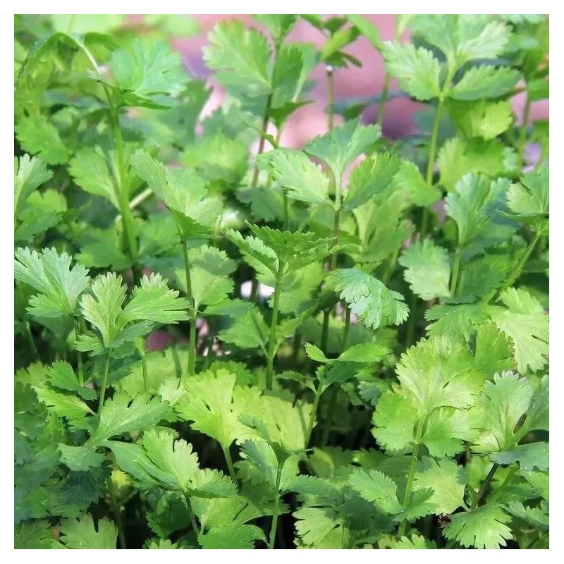 ATLAS Cilantro -Atlas Aroma