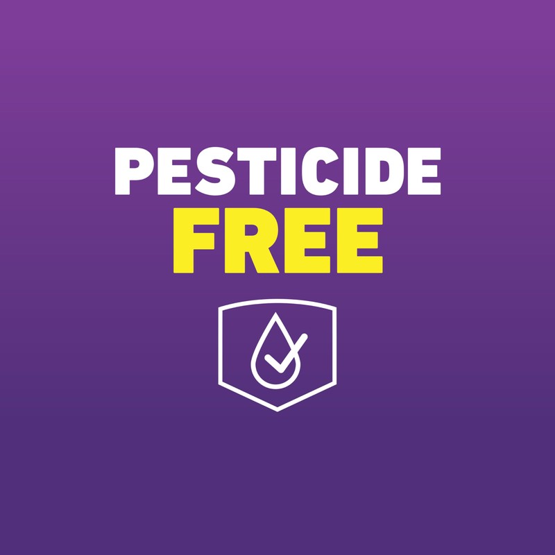 Ortho Home Defense Max Bed Bug Trap, Detect Bed Bugs