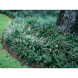 Classy Groundcovers, Liriope spicata, Ophiopogon spicatus (50 Bare Root Plants)