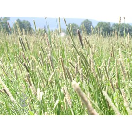 Climax Timothy Grass Seeds, 1 Pound by Seeds2Go