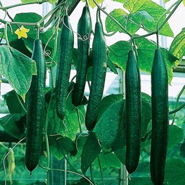 NIKA SEEDS - Vegetable Indoor Cucumber Zozula Self-Pollinating 45 Days All Seasons Vine Plant for Pickling - 10 Seeds