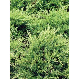 Gold Lace Juniper - 30 Live Plants - Juniperus Chinensis - Evergreen Groundcover