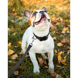 FunTags Reflective Nylon Dog Collar,Adjustable Pet Collars with Quick Release Buckle for Puppy Small Medium Large Dogs,18 Classic Solid Colors,4 Sizes