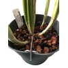 Orchid Nerd Galvanized Rhizome Clip for Plastic Pot (5 Inch