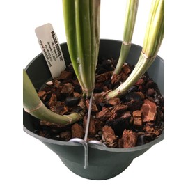 Orchid Nerd Galvanized Rhizome Clip for Plastic Pot (5 Inch 10 PK) Orchid Clips