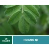 Fresh Astragalus - Huang Qi - 25 Seeds, Heirloom Herb