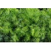 CEMEHA SEEDS - Seeds Dill Bush Type Non GMO Vegetable