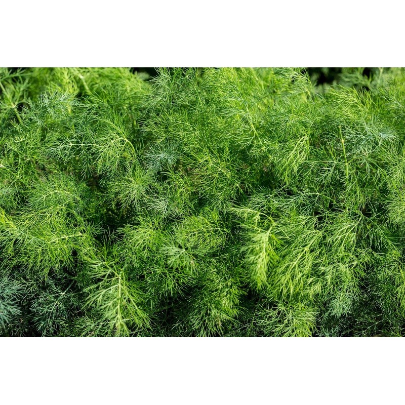 CEMEHA SEEDS - Seeds Dill Bush Type Non GMO Vegetable