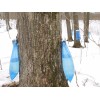 Case 250 Maple Sap / Syrup Bags For Sap Sack