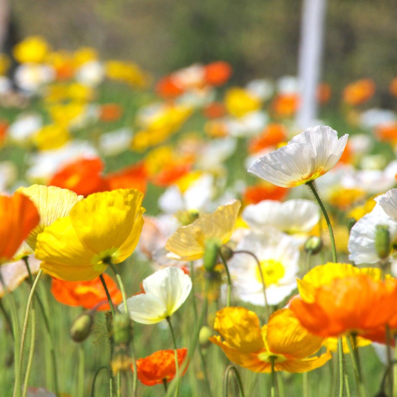 Outsidepride Poppy Iceland - 5000 Seeds