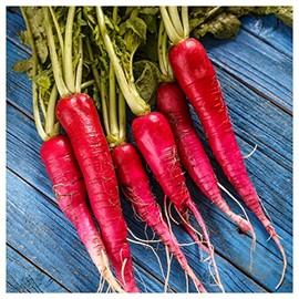 Everwilde Farms - 1 Lb China Rose Radish Seeds - Gold Vault