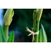 SuperMoss (22051) Moss Stakes Preserved, Fresh Green, 24" (6 pack)