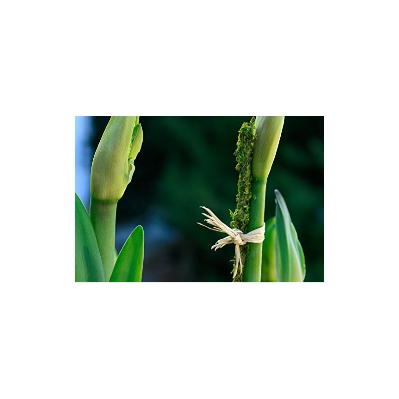 SuperMoss (22051) Moss Stakes Preserved, Fresh Green, 24" (6 pack)