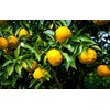 Gardenera's Citron Tree Soil Mix - The Perfect Blend of