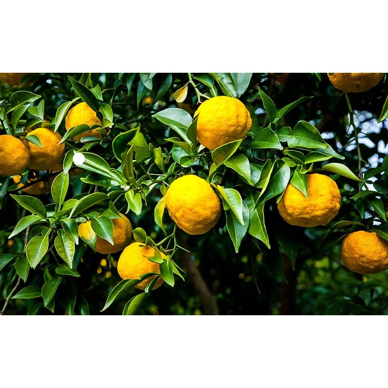 Gardenera's Citron Tree Soil Mix - The Perfect Blend of
