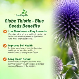 Outsidepride Blue Globe Thistle Seeds - 1000 Pcs Perennial, Drought Tolerant & Self-Seeding, Flower Seeds for Planting w/Thistle-Like Foliage & Vibrant Purple Blooms, Ideal for Xeriscaping Gardens