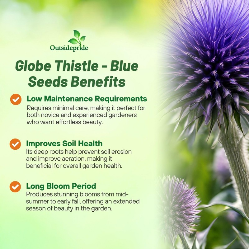 Outsidepride Blue Globe Thistle Seeds - 1000 Pcs Perennial, Drought