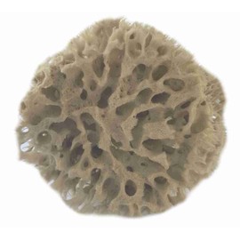 Natural Sea Sponges with Flat Side for Wall Painting – Honeycomb type reusable- long lasting,2 Pack,ideal for unique patterns,Faux Finishes, Texturing, Marbling, Decorative Painting - sizes 9-13cm