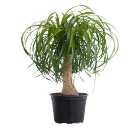 United Nursery Ponytail Palm Bush Beaucarnea Recurvata Plant Live Indoor Outdoor House Plant Ships in 6 Inch Grower Pot at 14 to 16 Inches Tall