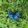 Vivid Arts - Hanging Butterfly Blue - BG-BF22-F