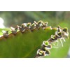 Leopard Mother of Thousands Kalanchoe Daigremontiana Alligator Plant FG
