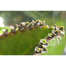 Leopard Mother of Thousands Kalanchoe Daigremontiana Alligator Plant FG