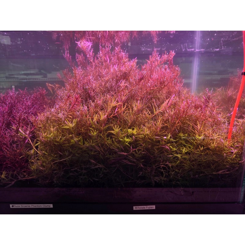 50 Plant Stems Pack - Live Aquatic Freshwater Plants -