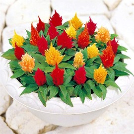 zellajake Rare Flower Seeds Cockscomb Colorful Flower Seeds 500+ Mixed Rooster Giant Plumed Craczy (Celosia Argentea)