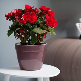 DecoPots - 7.1 Inch Self Watering Planter - Modern Flower Pot with Water Level Indicator for All House Plants, Flowers, Herbs (Diameter 7.1", Shade/White)