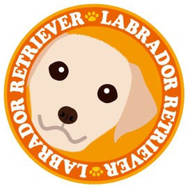 Stare Labrador Retriever Yellow Dog Sticker Orange Back Round Large Size MK-2