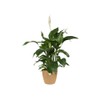 elho Brussels Round 16 - Flower Pot for Indoor -