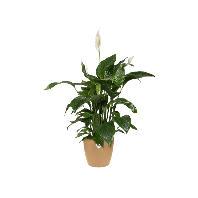 elho Brussels Round 16 - Flower Pot for Indoor -