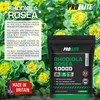 Rhodiola Rosea Extract 500mg 60 Vegan Capsules | 3% Standardised