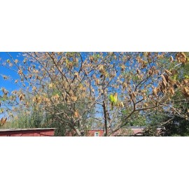 POPPA IN THE GARDEN  51 SEEDS Mimosa SEED Persian Silk magnetto hummingbirds, bees and butterflies.