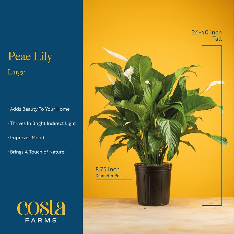 Costa Farms Peace Lily Live Plant in Decorative Pot, Air