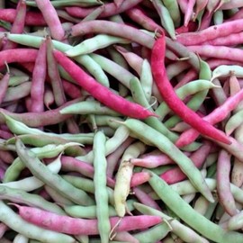 Pink Half, Runner Bean (aka Peanut Bean) (Phaseolus vulgaris) Vegetable Seeds, nutty flavor when dried, Seeds by MySeeds.Co, You Choose Amount (1/4 LB)