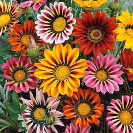 300 Gazania Seeds Mix Heat & Drought Tolerant Garden Flower & Ground Cover Plants