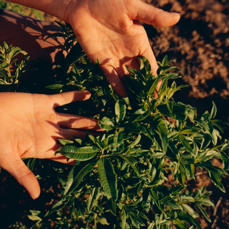 L'Occitane Citrus Verbena Roll-On Deodorant 1.60 fl oz