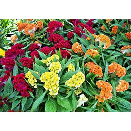 RAISE ME UP: Seeds Cockscomb Mix (Crested, West Indian, Toreador) Celosia Annual Flowers