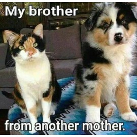 Funny Cat  refrigerator magnet 3 1/2x 4 1/2"