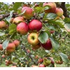 100 Pcs Apple Seeds for Planting