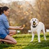 Electric Dog Fence System – Wireless Pet Containment System with
