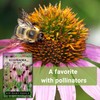 Sow Right Seeds - Pale Purple Coneflower Seeds for Planting