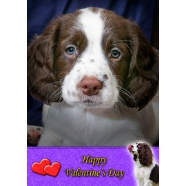 Springer Spaniel Dog Valentines Day Card