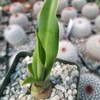 Furcraea foetida Green Cacti Cactus Succulent Real Live Plant
