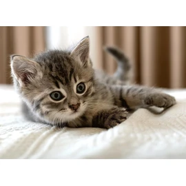 Cuddly Blanket 100 x 140 cm Kitten