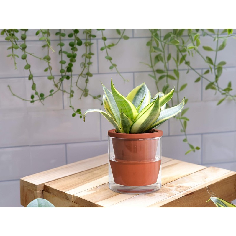 D'vine Dev 4 Inch Design Self Watering Pot for Indoor