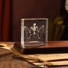Real Bat Skeleton Specimen in Resin for Science Classroom Science
