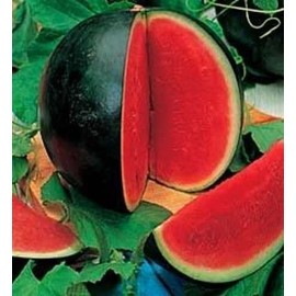 100 Seeds Sugar Baby Watermelon Citrullus Lanatus Sweet Red Fruit Melon Vine edlcy (Seeds)
